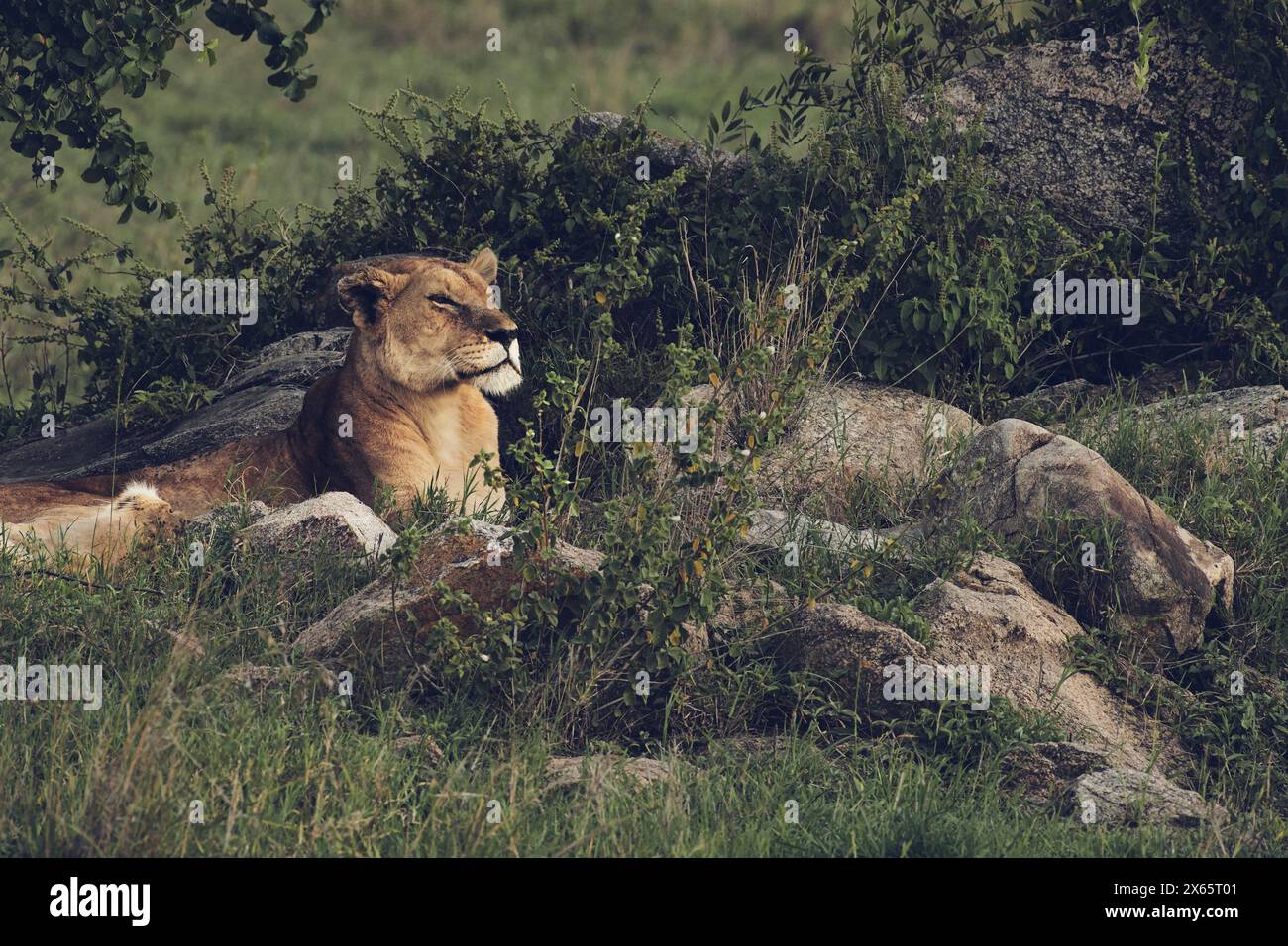 A lioness basks in the sunlight after waking from a nap. Stock Photo