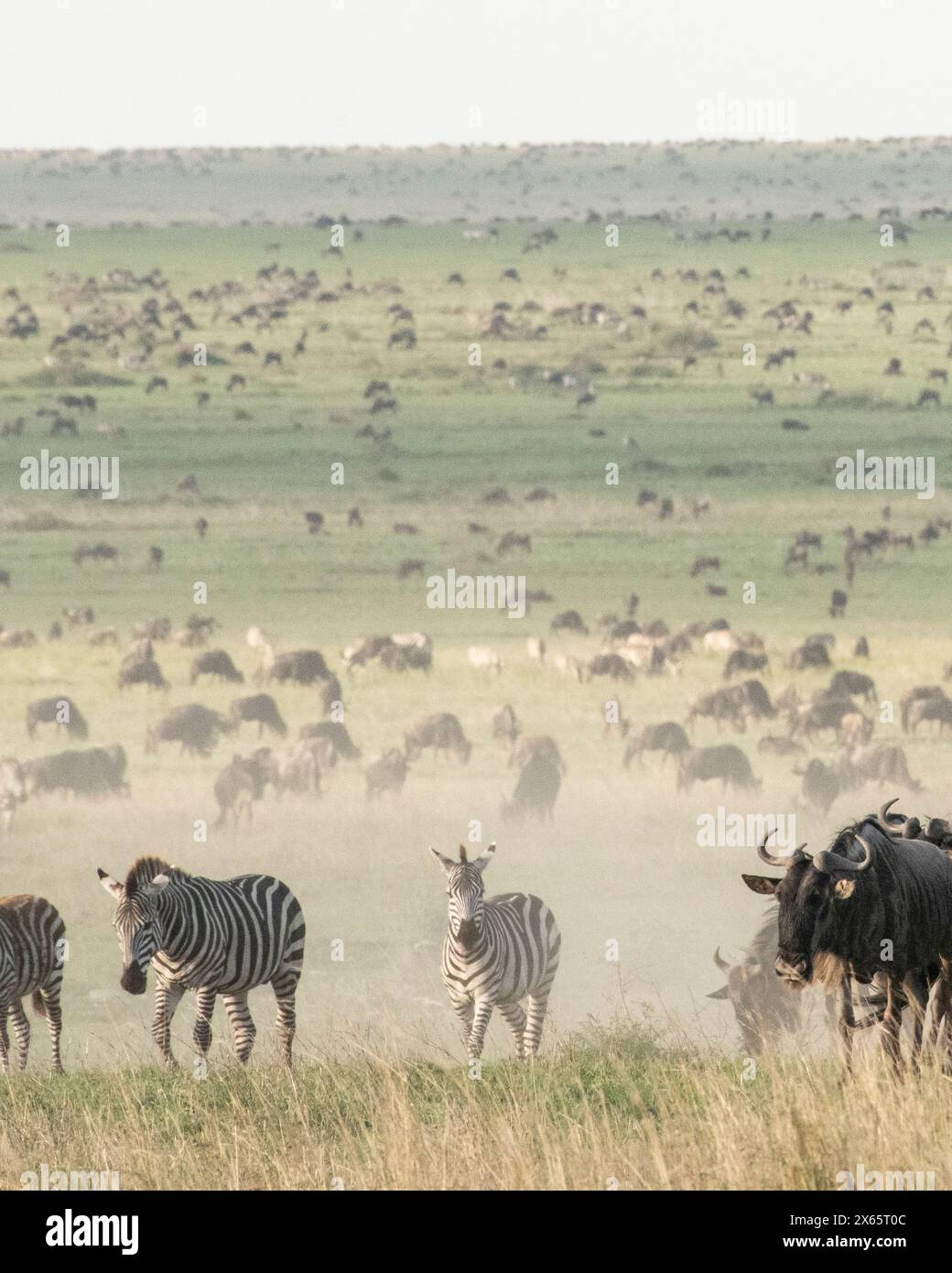 Thousands of zebra and wildebeest graze on the wide open plains Stock Photo