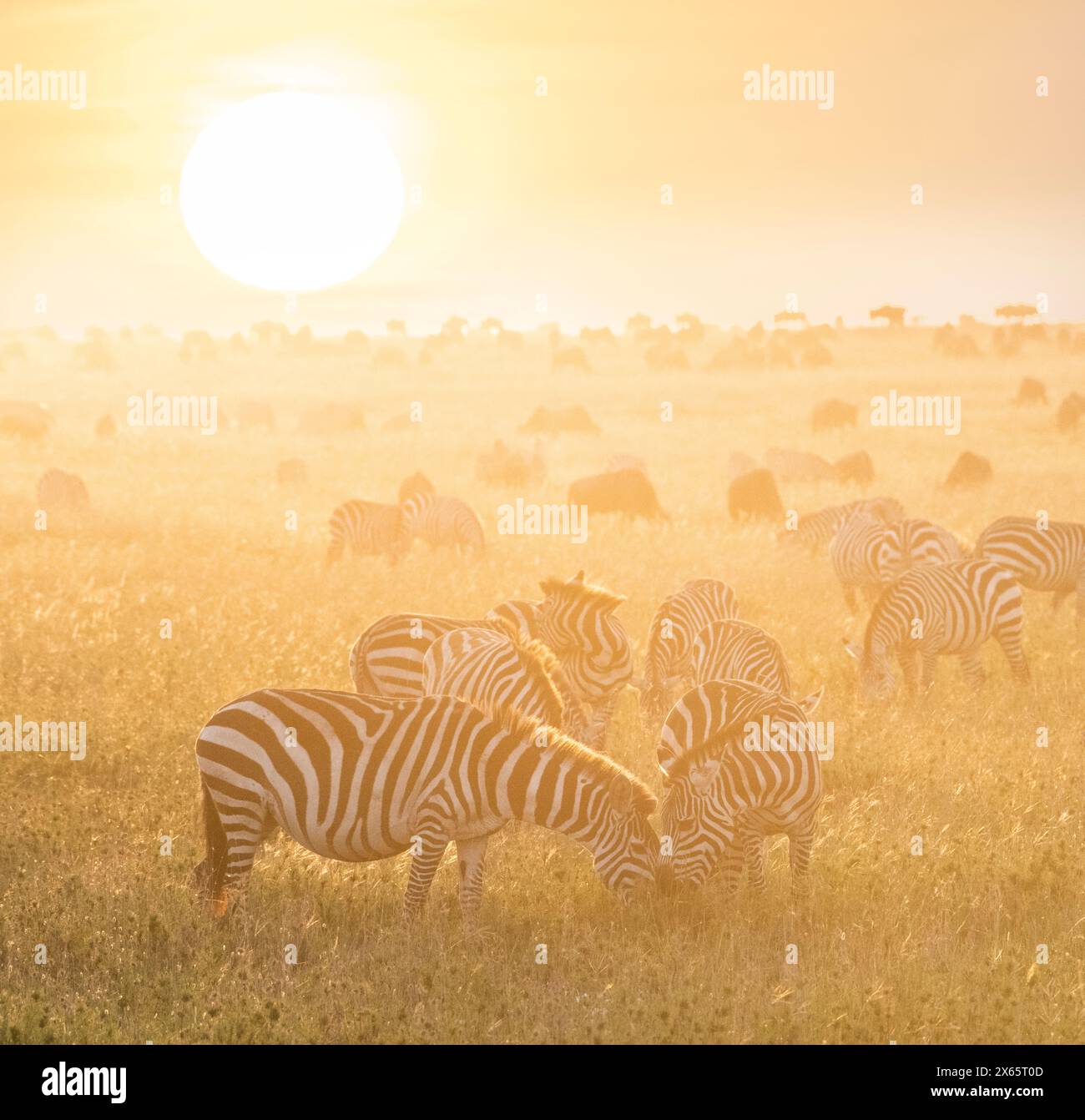 Zebra and wildebeest play against a brilliant colorful sunrise o Stock Photo