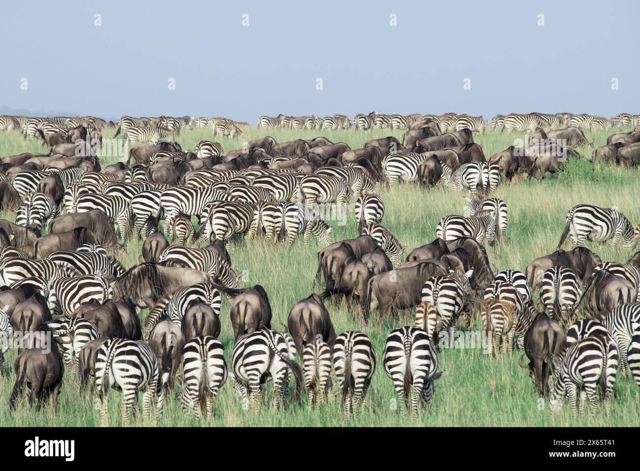 Thousands of zebra and wildebeest graze on the wide open plains Stock Photo
