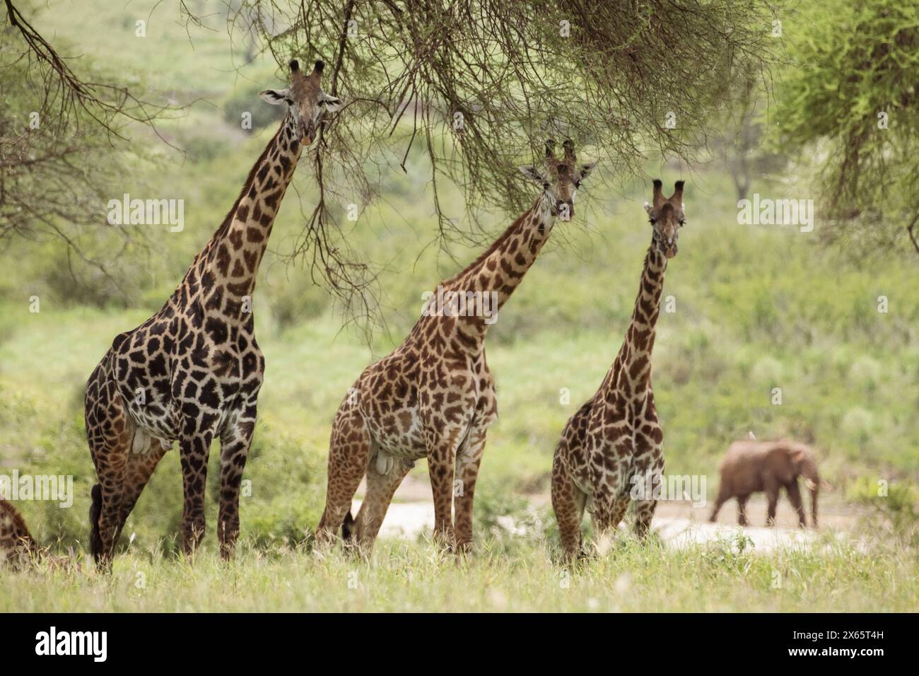 A bunch of giraffes take notice of the photographer, taking a br Stock Photo