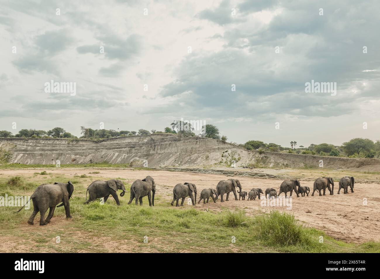 A large herd of elephant crosses a dry river bed, continuing a l Stock Photo