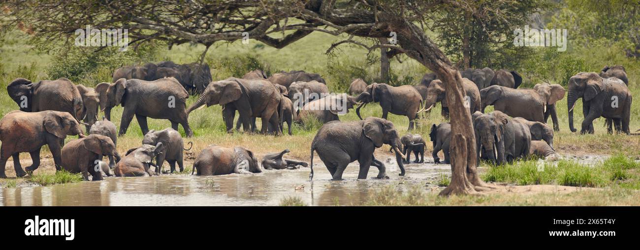Dozens of elephants play and drink from a small watering hole to Stock Photo