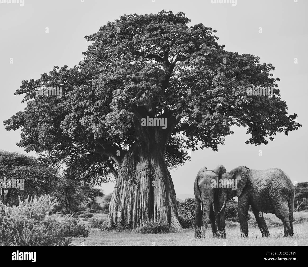 Young Elephants at play in black and white in front of Baobab tr Stock Photo