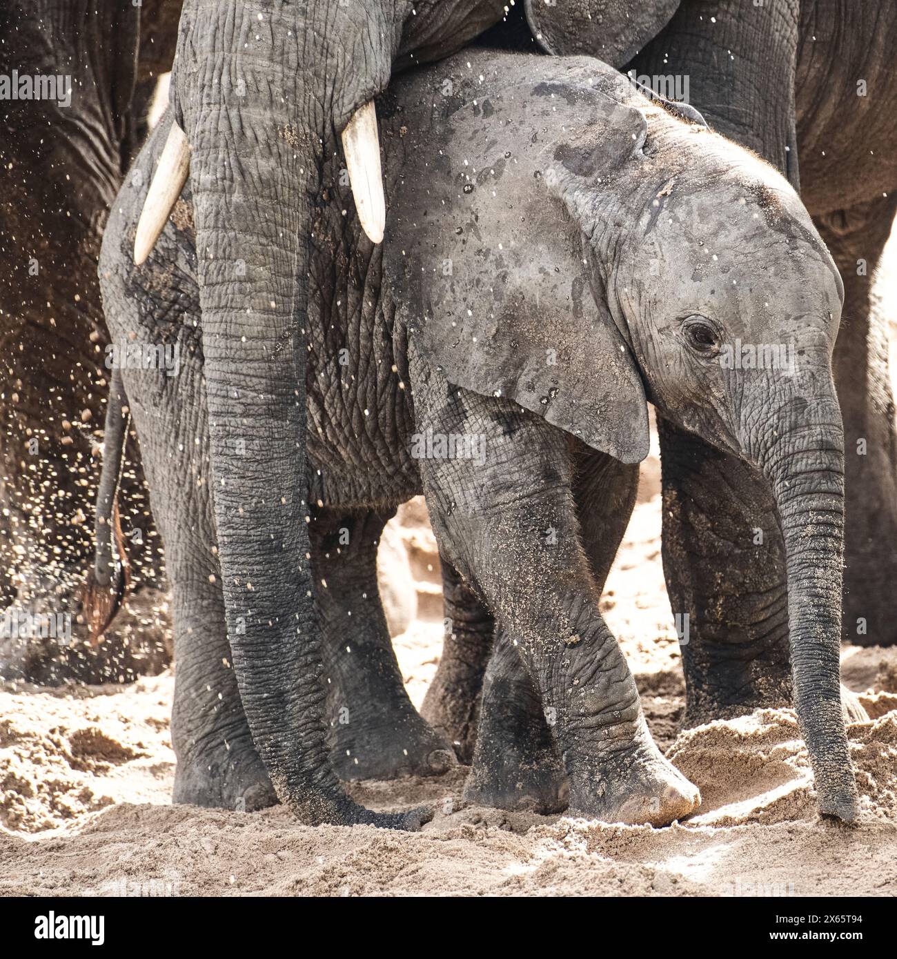 A baby elephant take refuge in the safety underneath his mother' Stock Photo