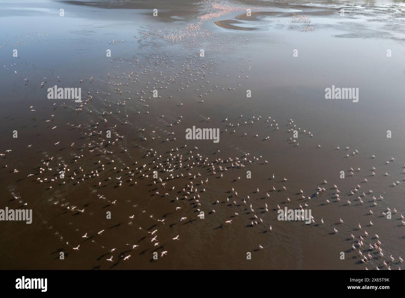 A large flock of flamingo congregate on Lake Nakuru, seen from a Stock Photo