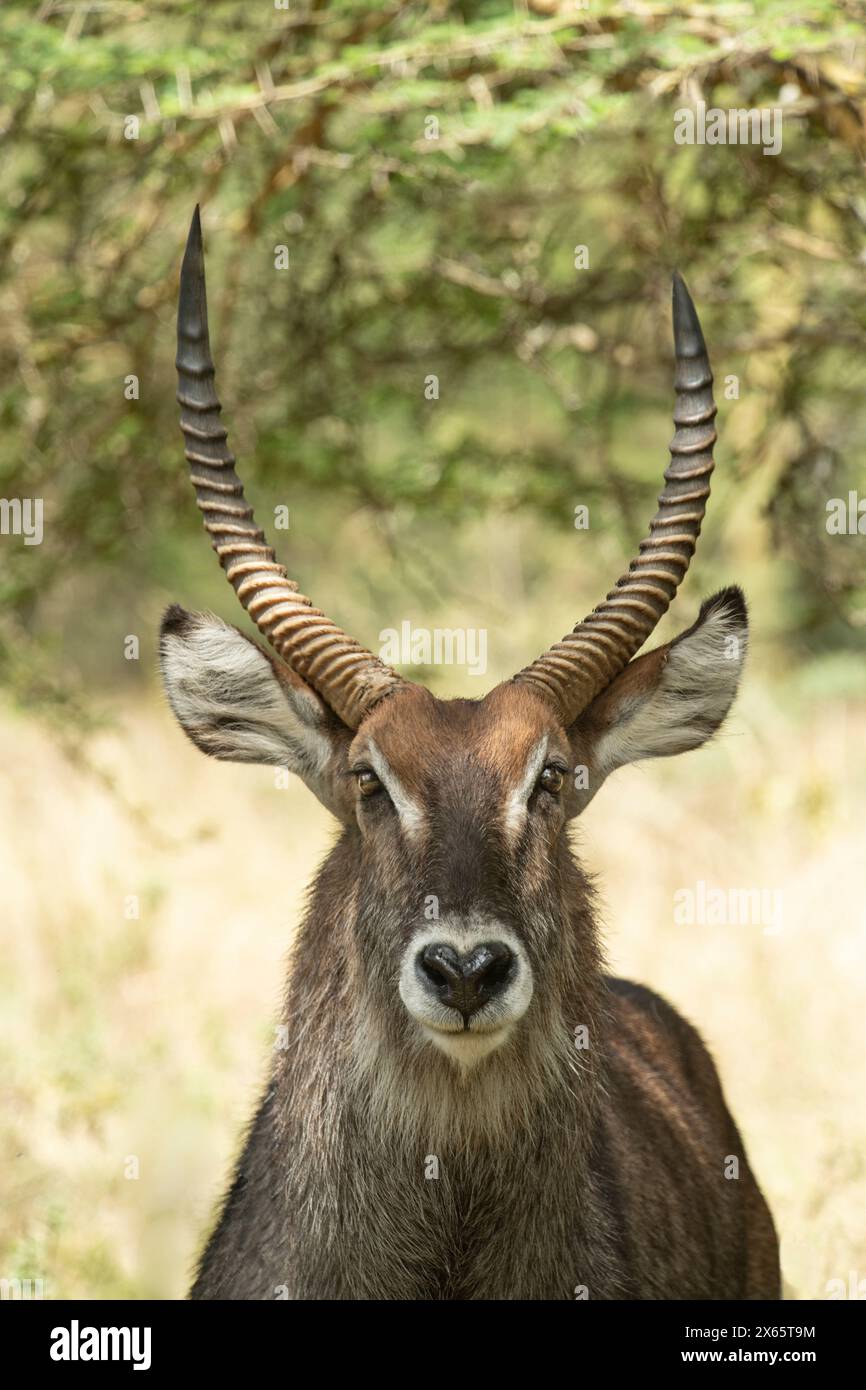 A waterbuck with a massive set of antlers poses for a portrait. Stock Photo