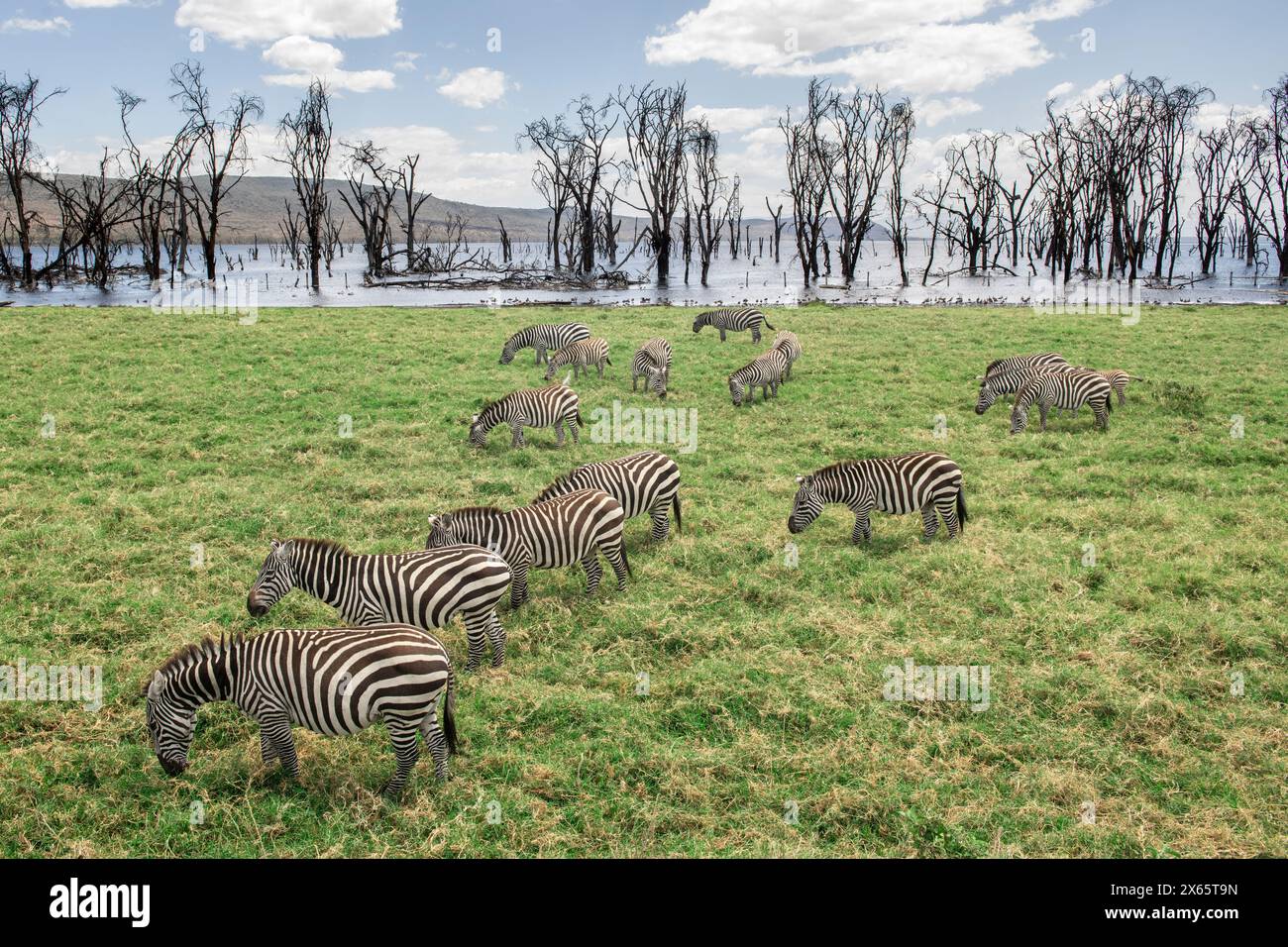 A herd of zebra graze a green field with a flooded forest surrou Stock Photo