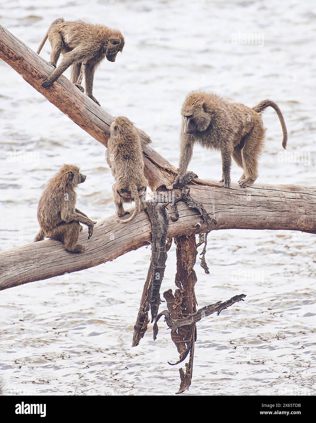 Baboons hang out on the safety of a fallen tree on a lake in Ken Stock Photo