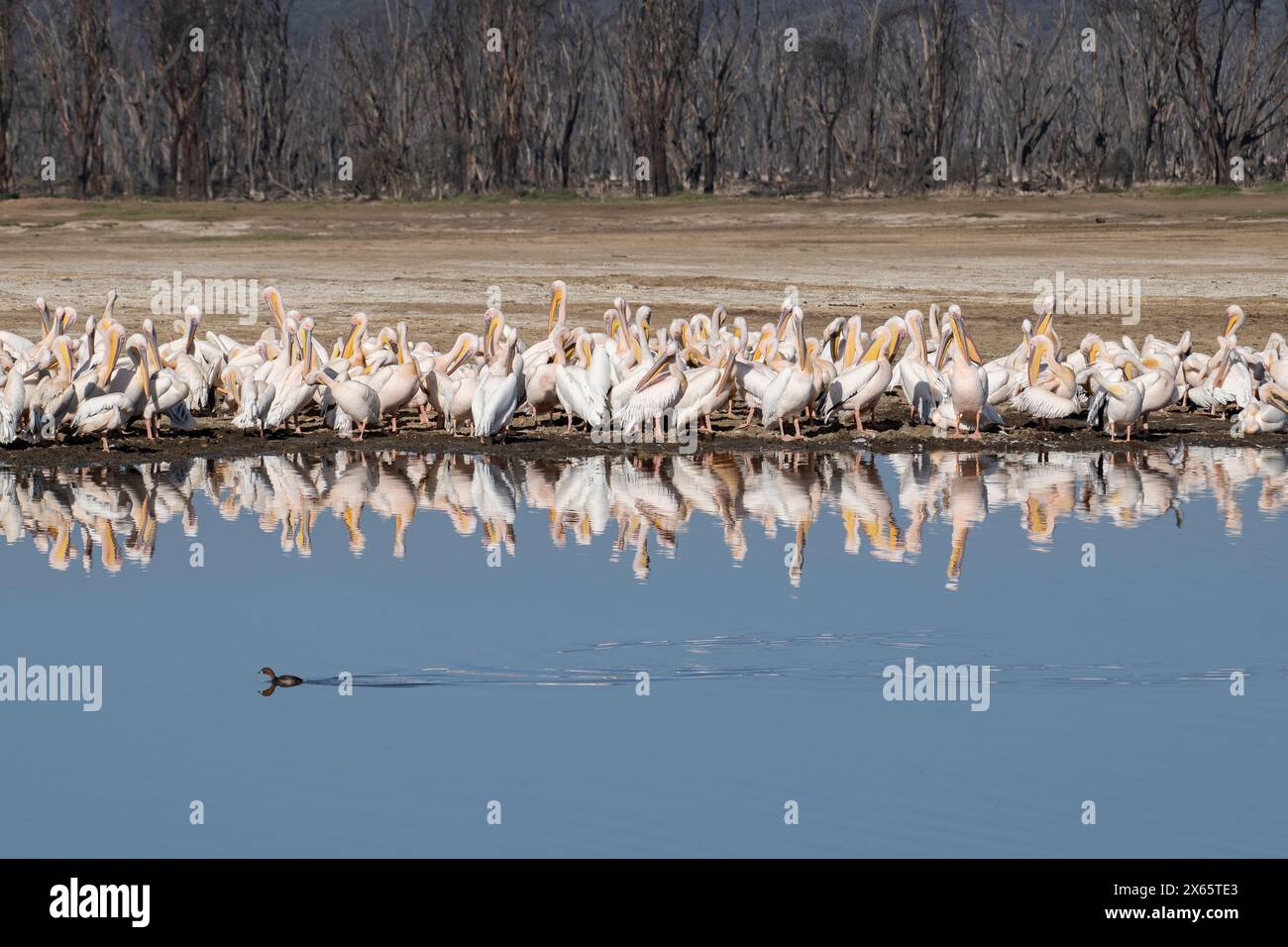 A tiny duck swims by a large group of pelican reflected in the c Stock Photo