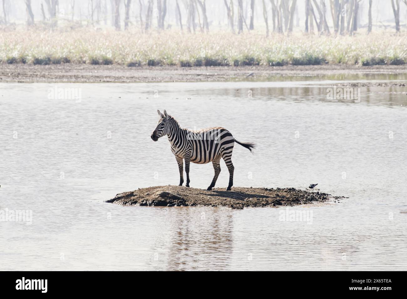 A lone zebra keeps lookout on a tiny island in Lake Nakuru Kenya Stock Photo