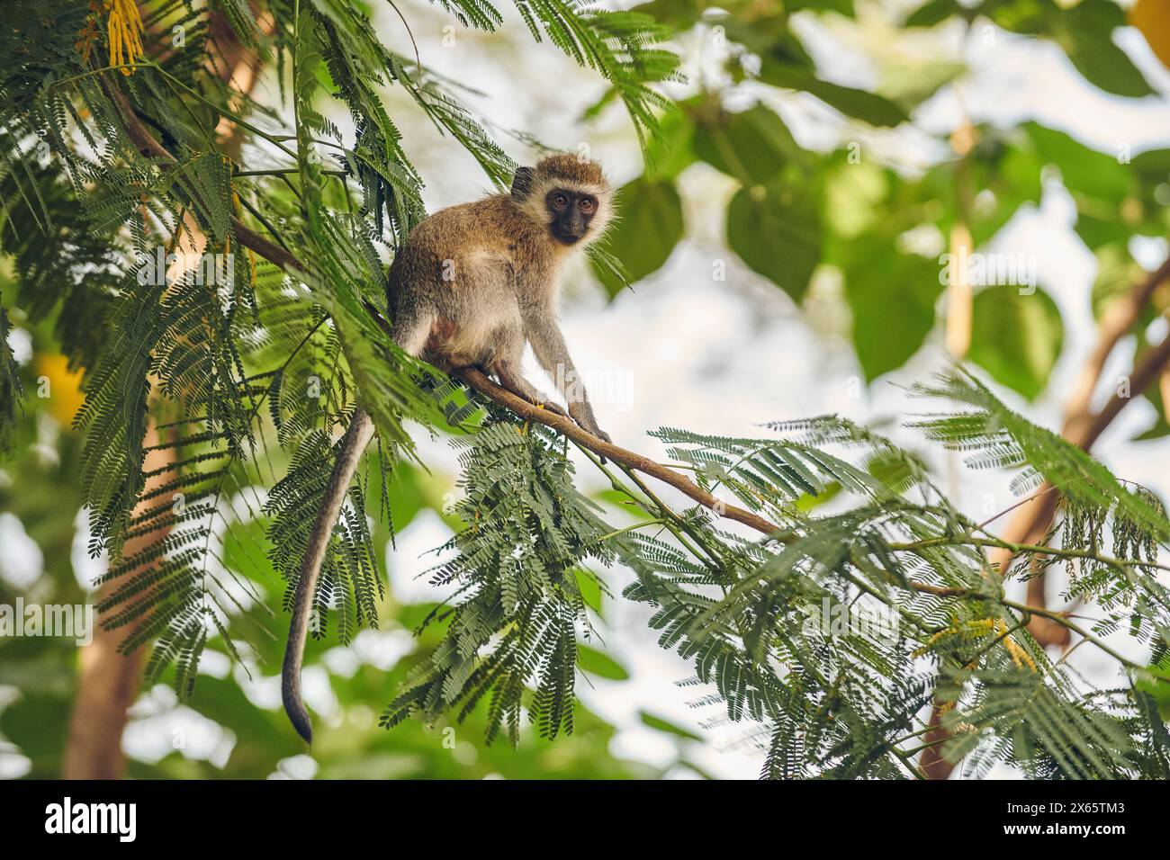 A vervet monkey nimbly jumps around the tree tops near Lake Many Stock Photo