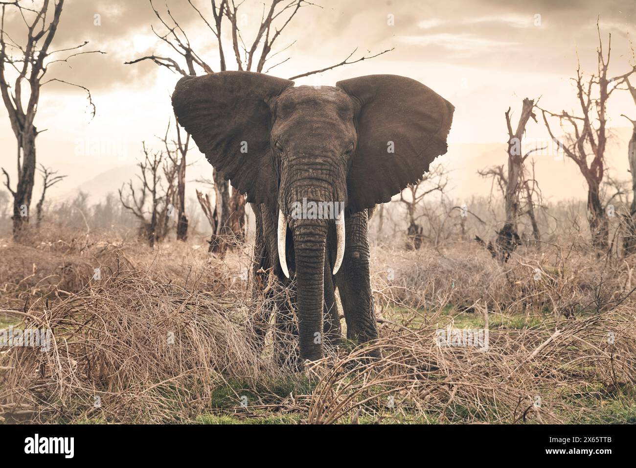 A large bull elephant  approaches the camera set against a brill Stock Photo