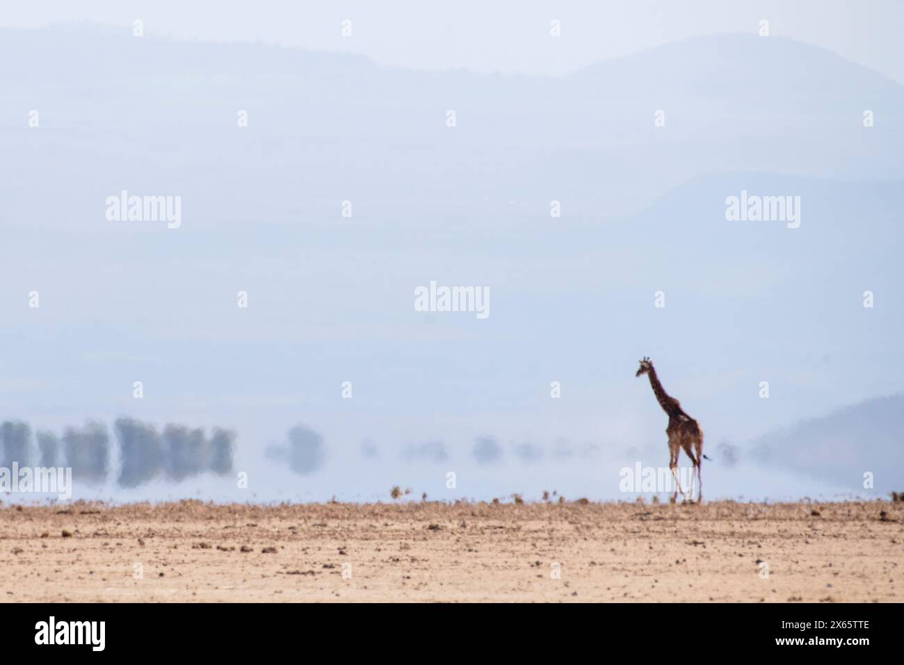 A lone giraffe seems like a mirage, distorted by the heat rising Stock ...