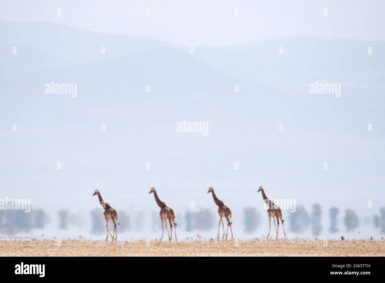 A group of giraffes seem like a mirage, distorted by the heat ri Stock ...