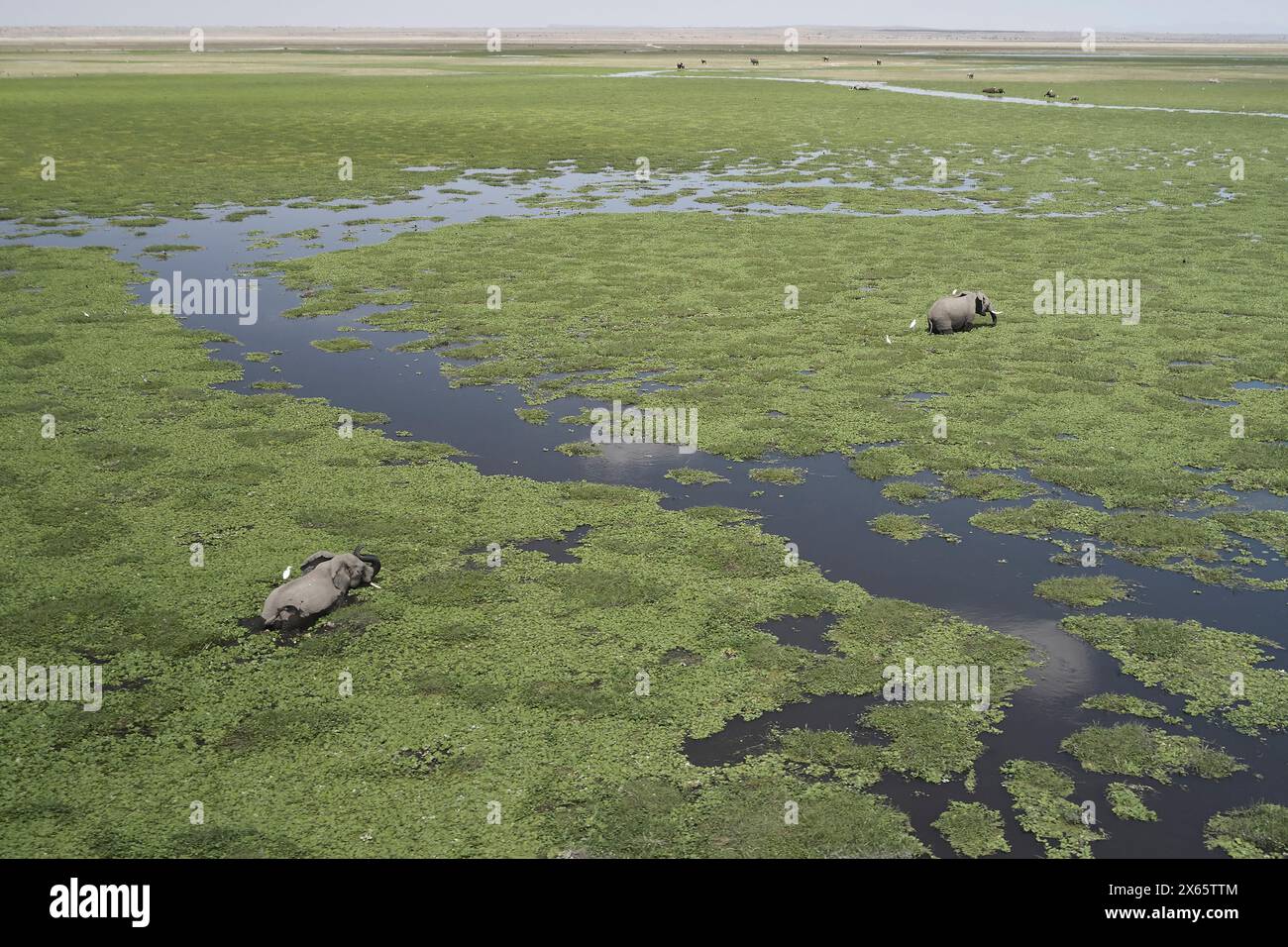 A herd of elephant meander across a swamp filled with green plan Stock Photo