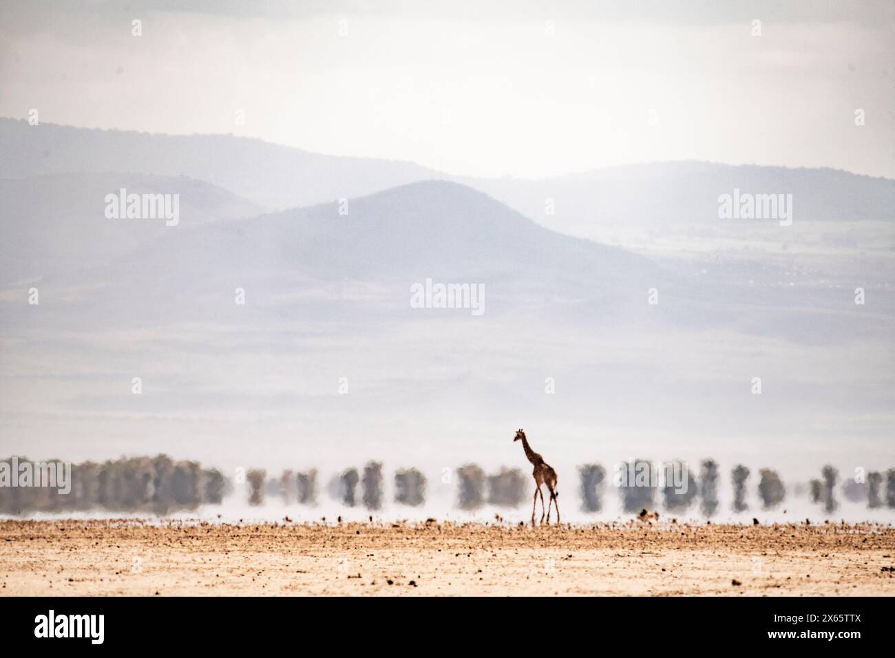 A lone giraffe seems like a mirage, distorted by the heat rising Stock Photo