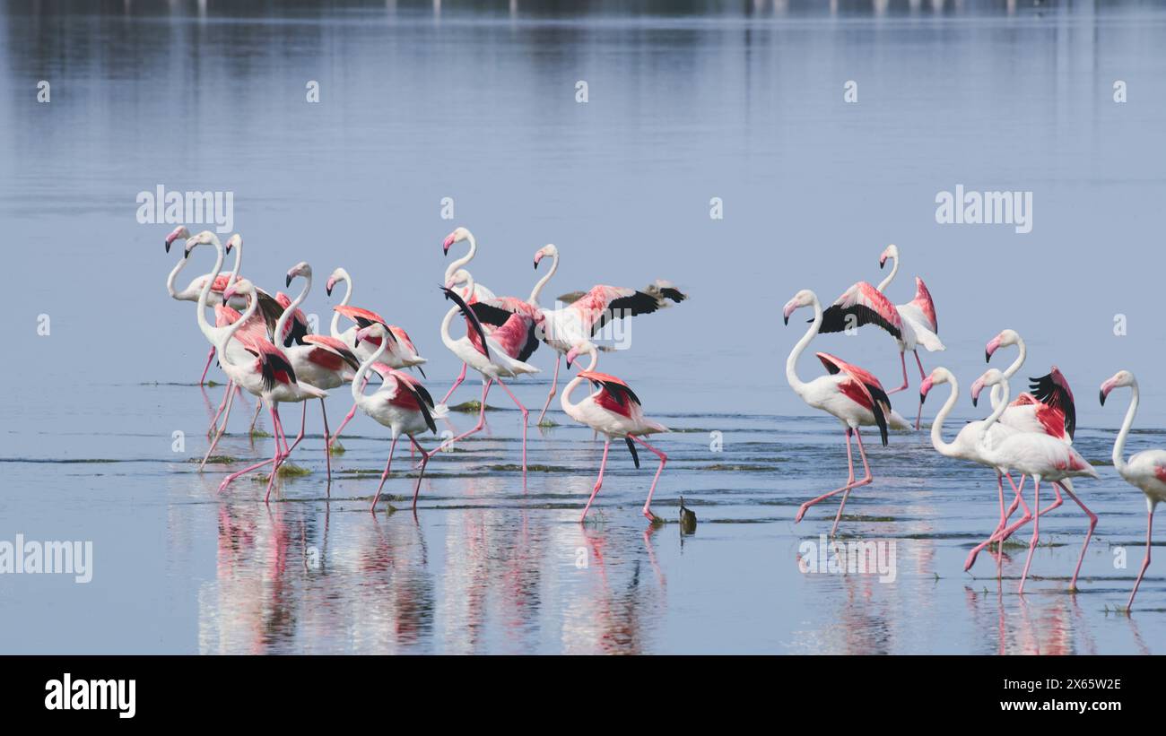 Flamingos reflected in still waters, seeming to walk on water as Stock Photo