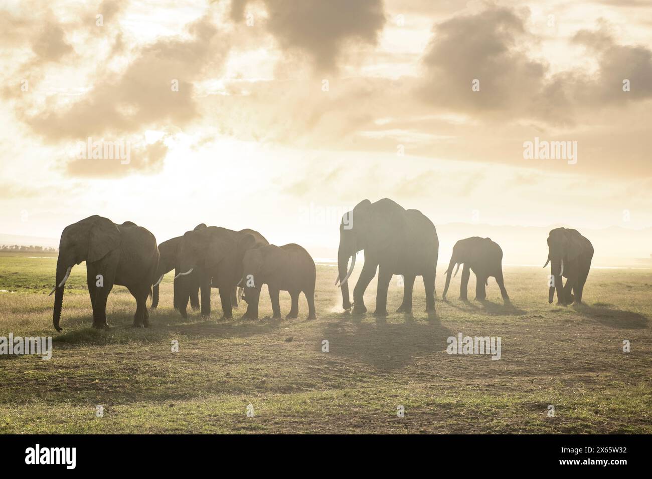 A herd of elephants walk a dusty landscape, silhouetted against Stock Photo