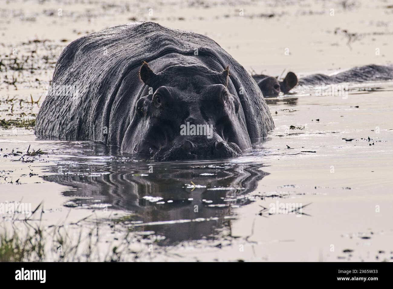 A massive hippo wades in a small pond in Amboseli National Park Stock Photo