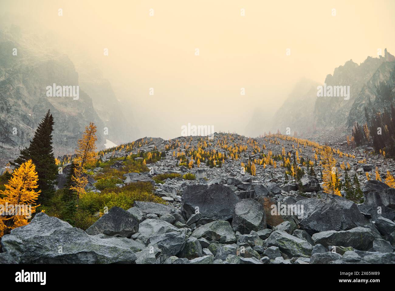 Larches show off their brilliant yellow needles in autumn in the Stock Photo