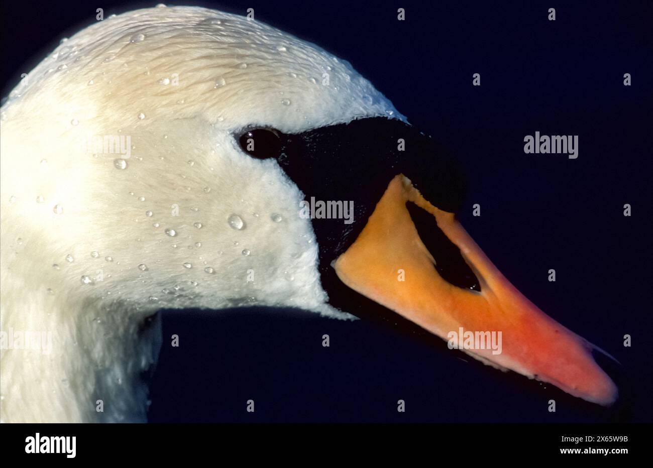 White Swan portraiture ( Cygnus olor), Chiemsee, Upper Bavaria, Germany, Europe, Stock Photo