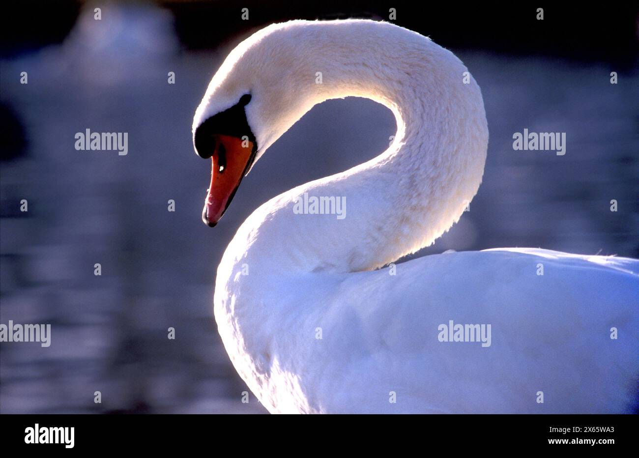 White Swan ( Cygnus olor), Chiemsee, Upper Bavaria, Germany, Europe, Stock Photo