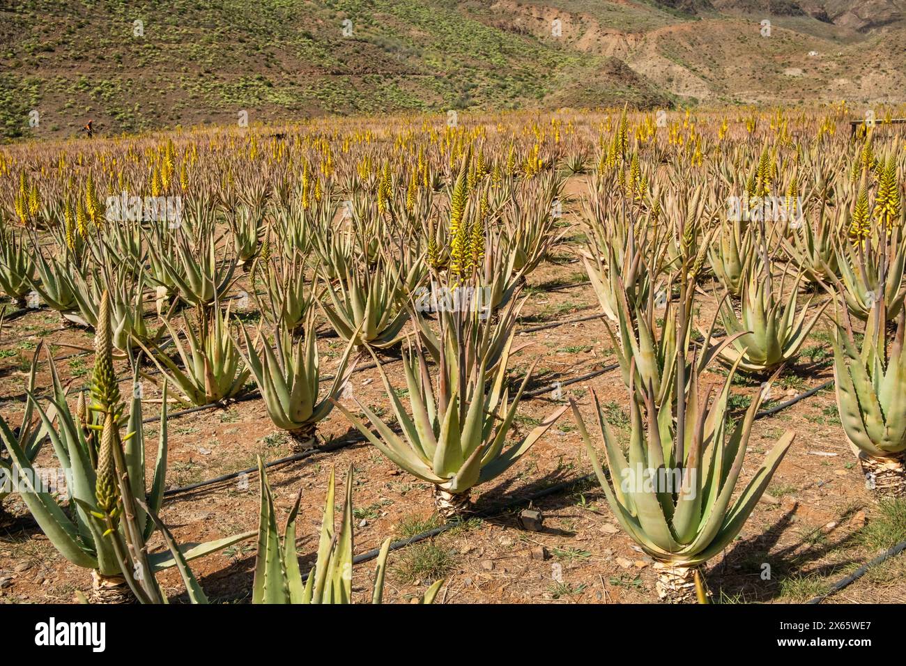 Aloe vera plantation in Gran Canaria, Canary islands, Spain Stock Photo -  Alamy