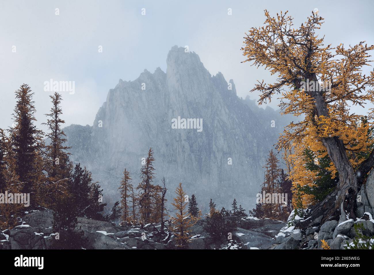 Massive mountains and yellow larches in Washington's Cascade ran Stock Photo