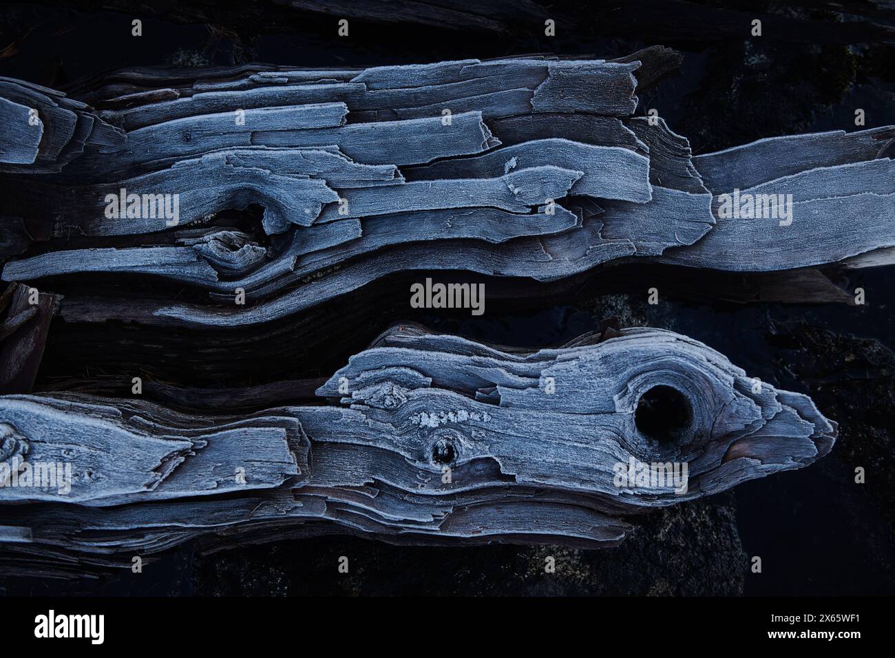 Ice crystals form on log on a chilly Washington morning. Stock Photo