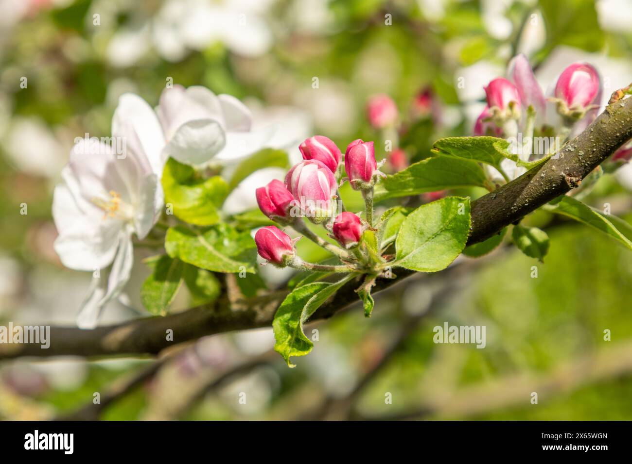 Apple blossom buds in spring, malus domestica gloster apple tree. Buds ...