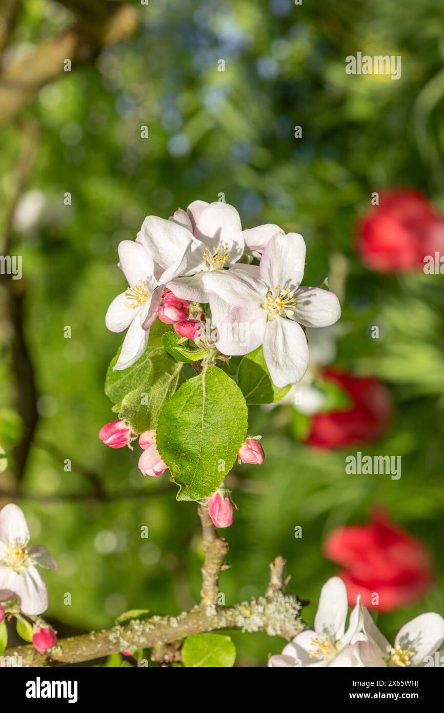 Apple blossom buds in spring, malus domestica gloster apple tree. Buds on spring apple tree. Spring branch of apple tree with pink budding buds and yo Stock Photo