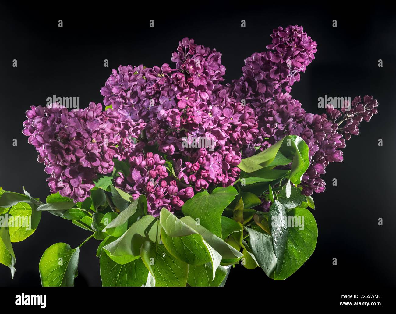 Blooming dark purple lilac on a black background Stock Photo