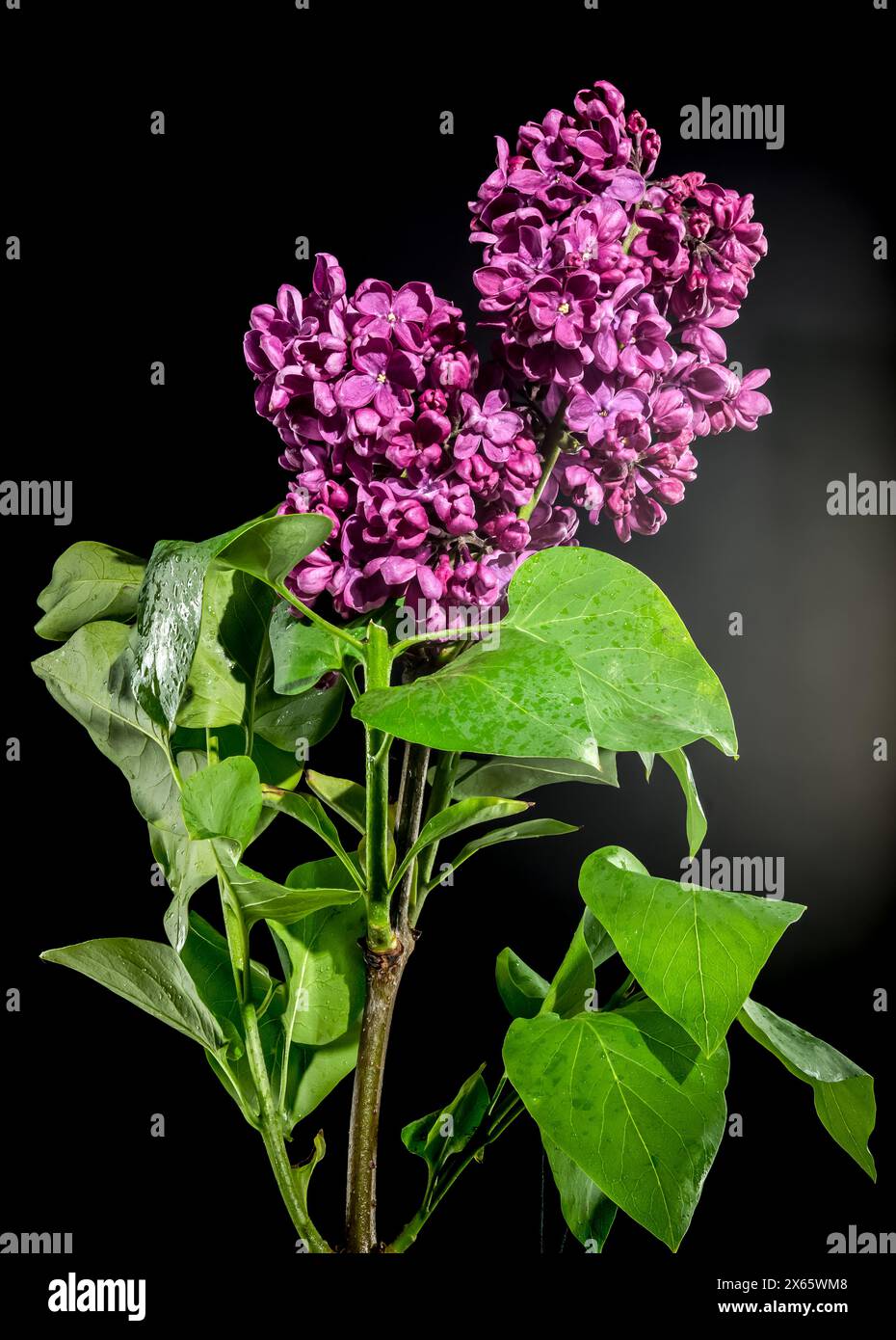 Syringa bloomerang dark purple hi-res stock photography and images - Alamy