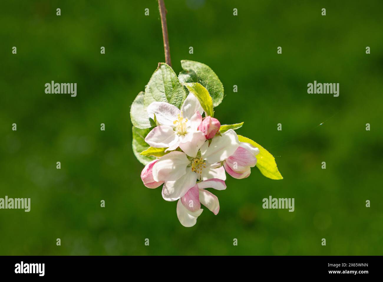 Apple blossom buds in spring, malus domestica gloster apple tree. Buds on spring apple tree. Spring branch of apple tree with pink budding buds and yo Stock Photo