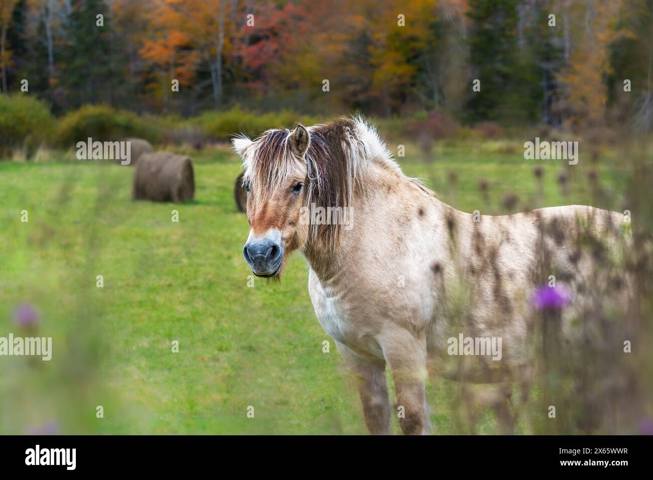 Palomino Horse Spotted in Cape Breton Pasture, Fall Stock Photo