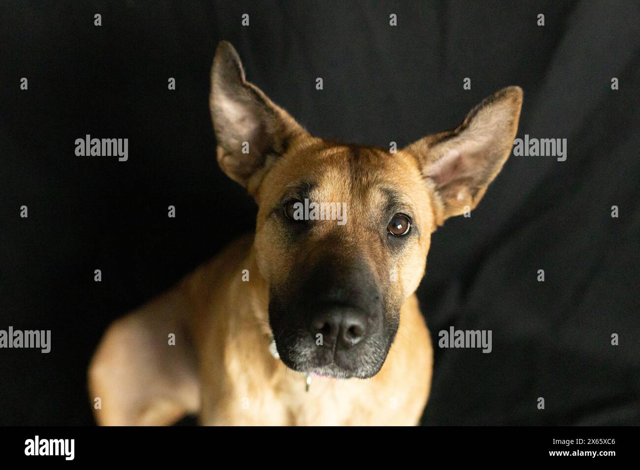 Close-up of attentive brown dog on black background Stock Photo