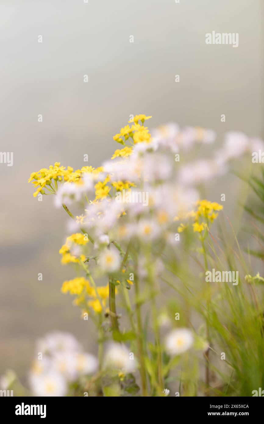 Soft yellow and white wildflowers in gentle focus Stock Photo