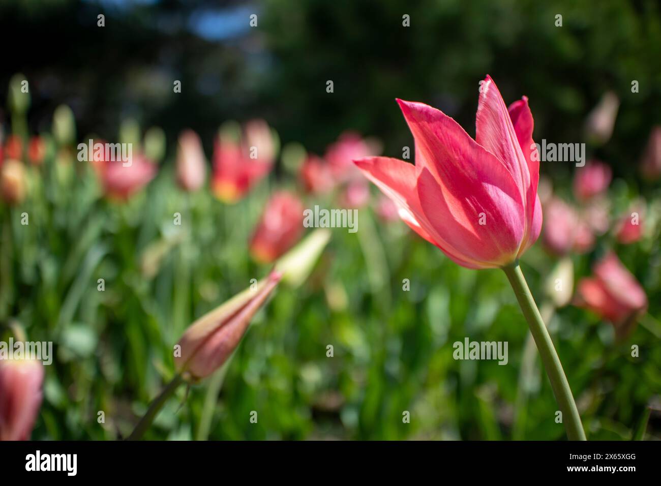 Beautiful pink tulip on spring day Stock Photo