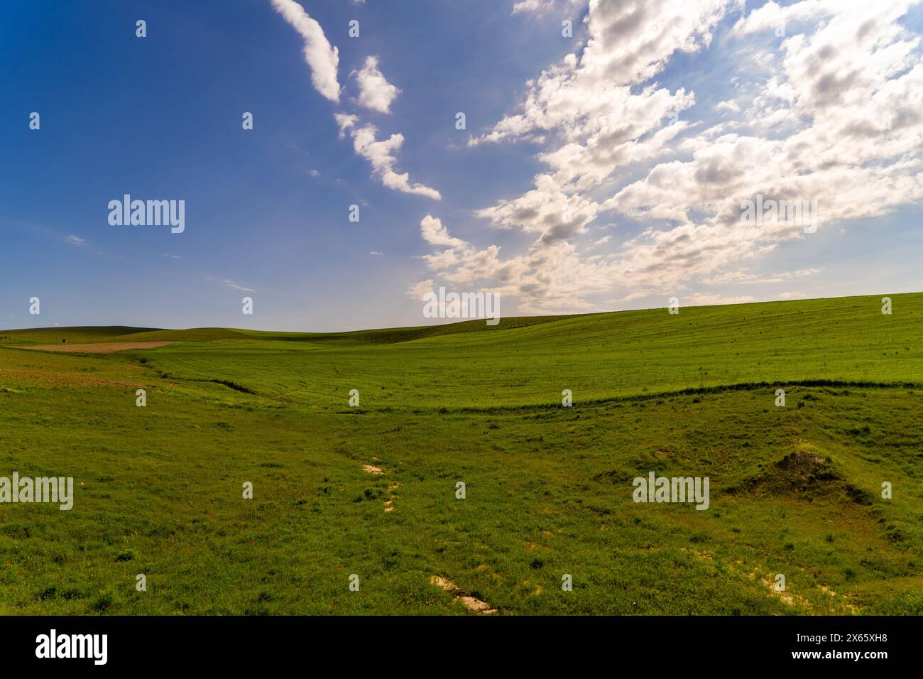A large, open field with a clear blue sky Stock Photo