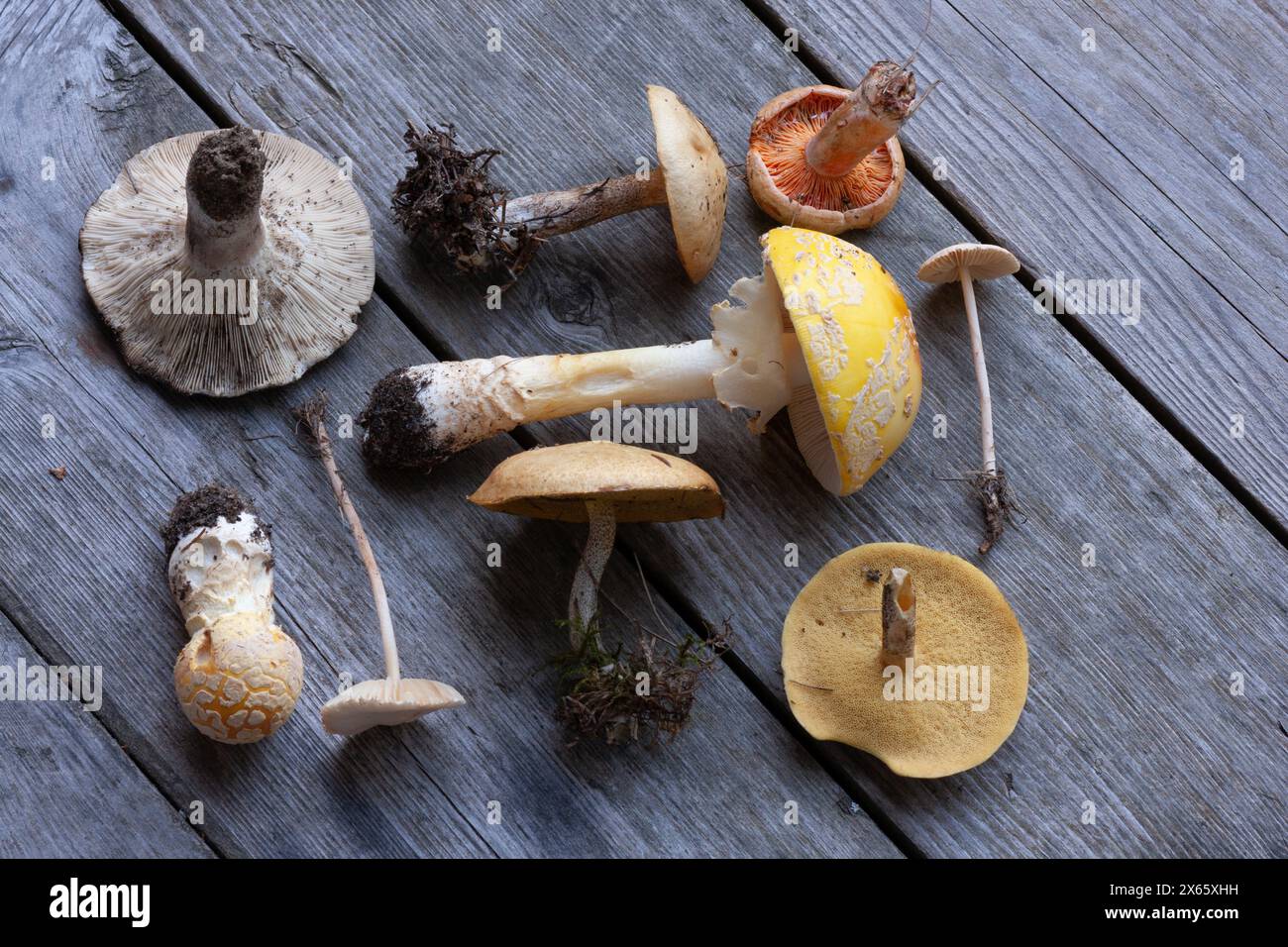 Collection of foraged mushrooms on wooden deck Stock Photo