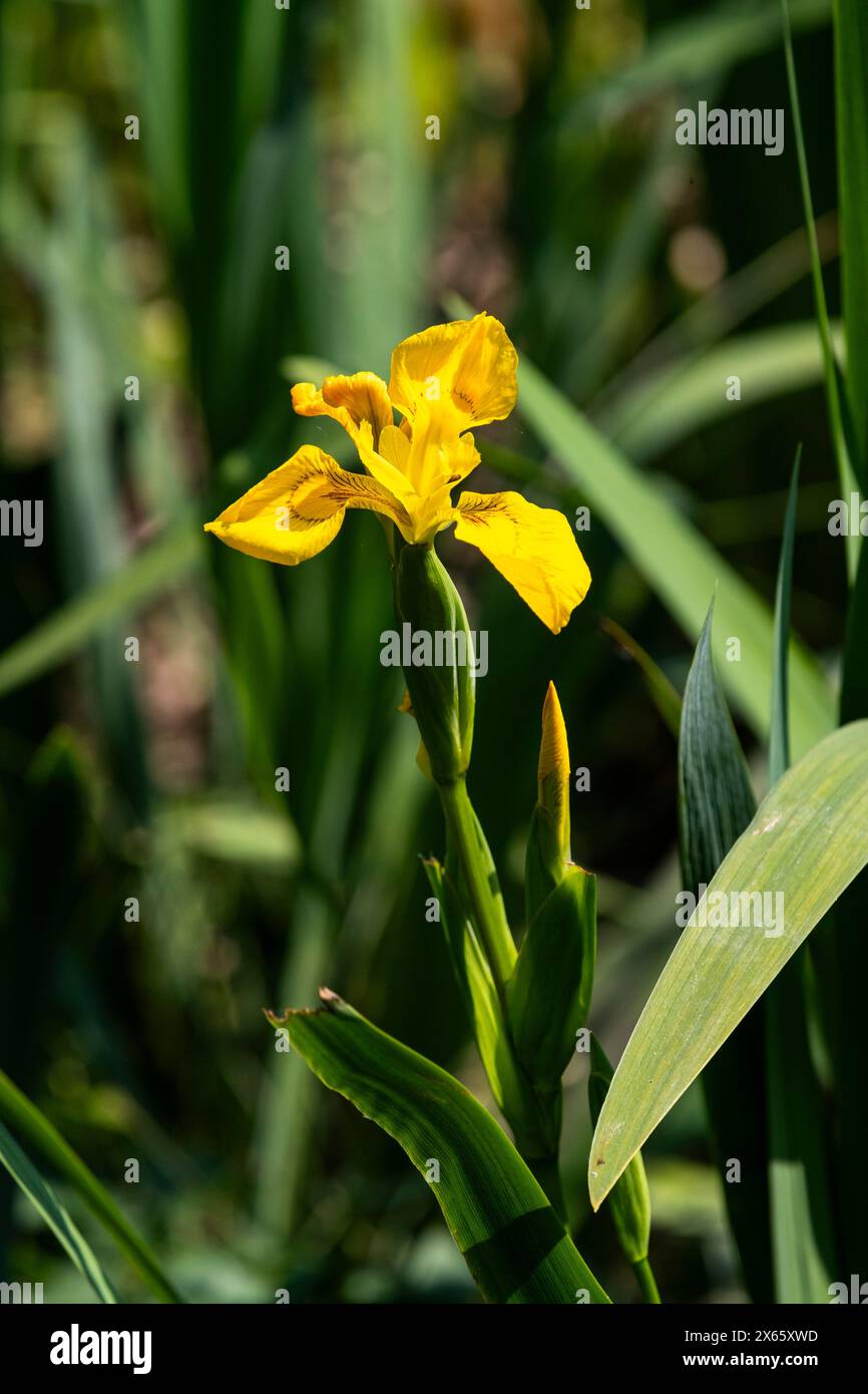 Flag iris Stock Photo