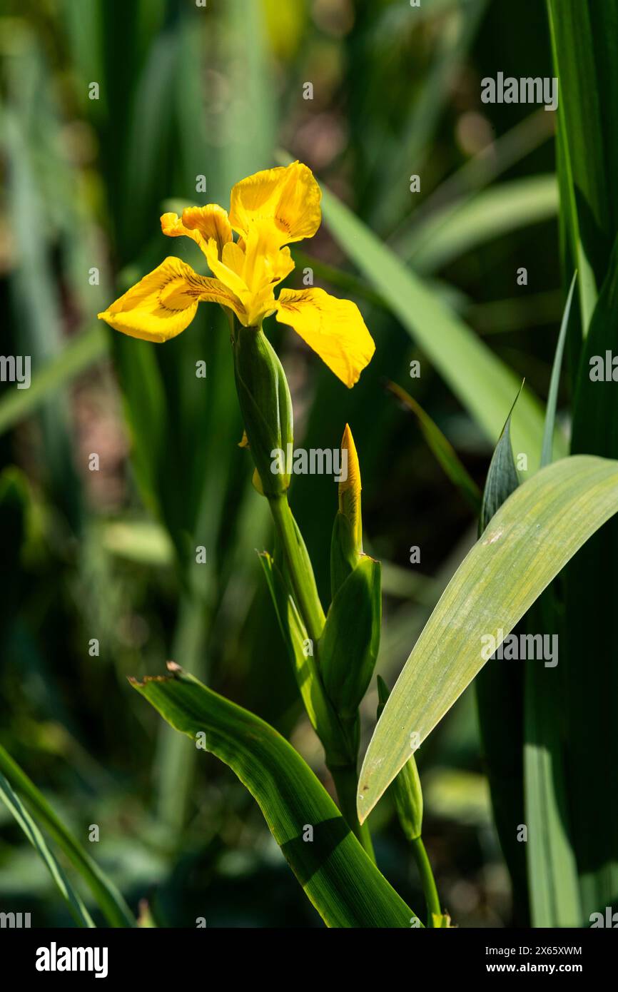 Flag iris Stock Photo