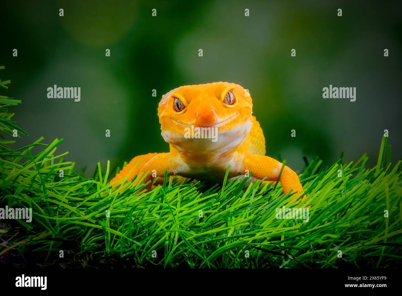 gecko on a green leaf Stock Photo