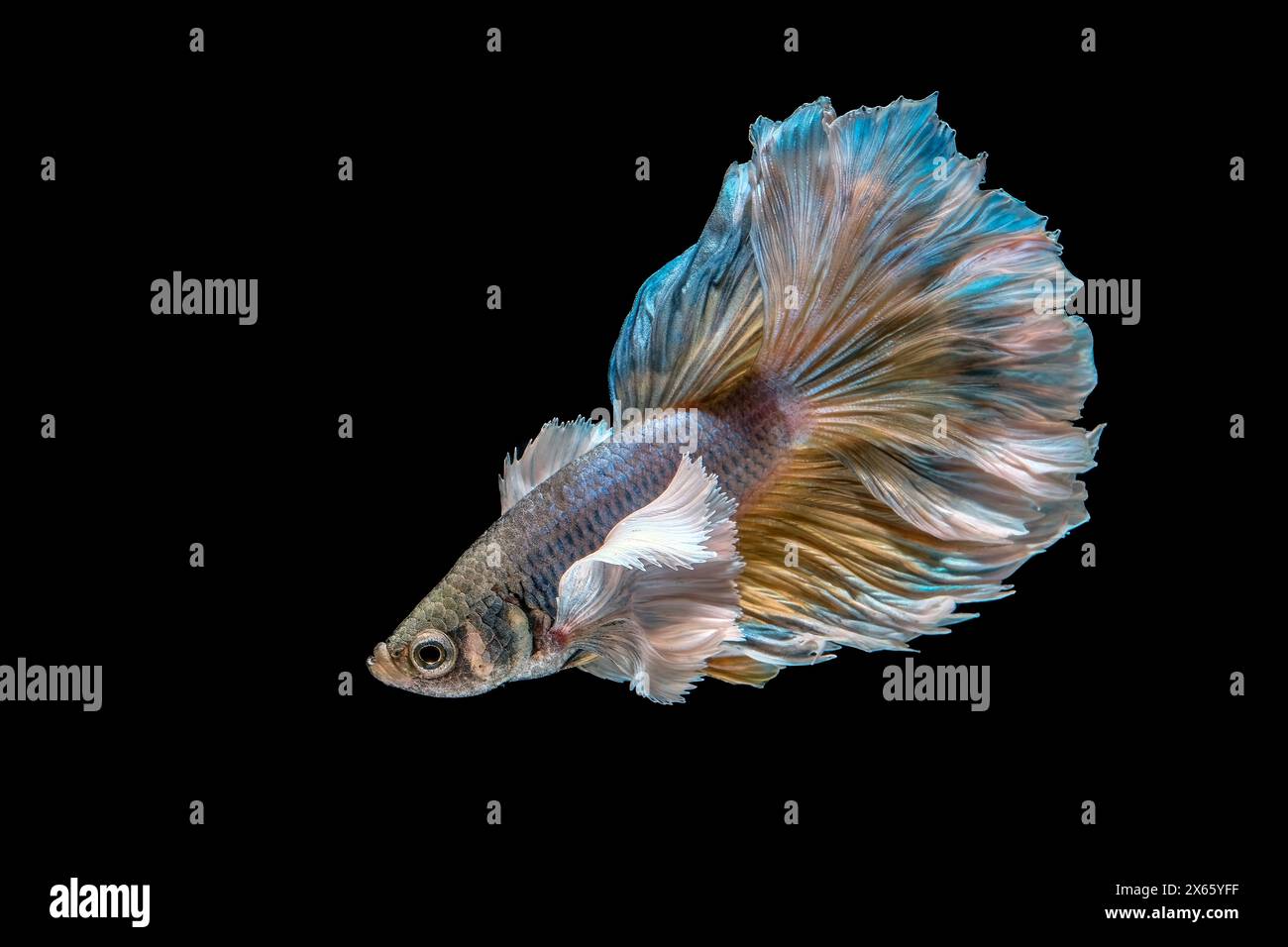 Betta fish in aquarium on black background Stock Photo - Alamy