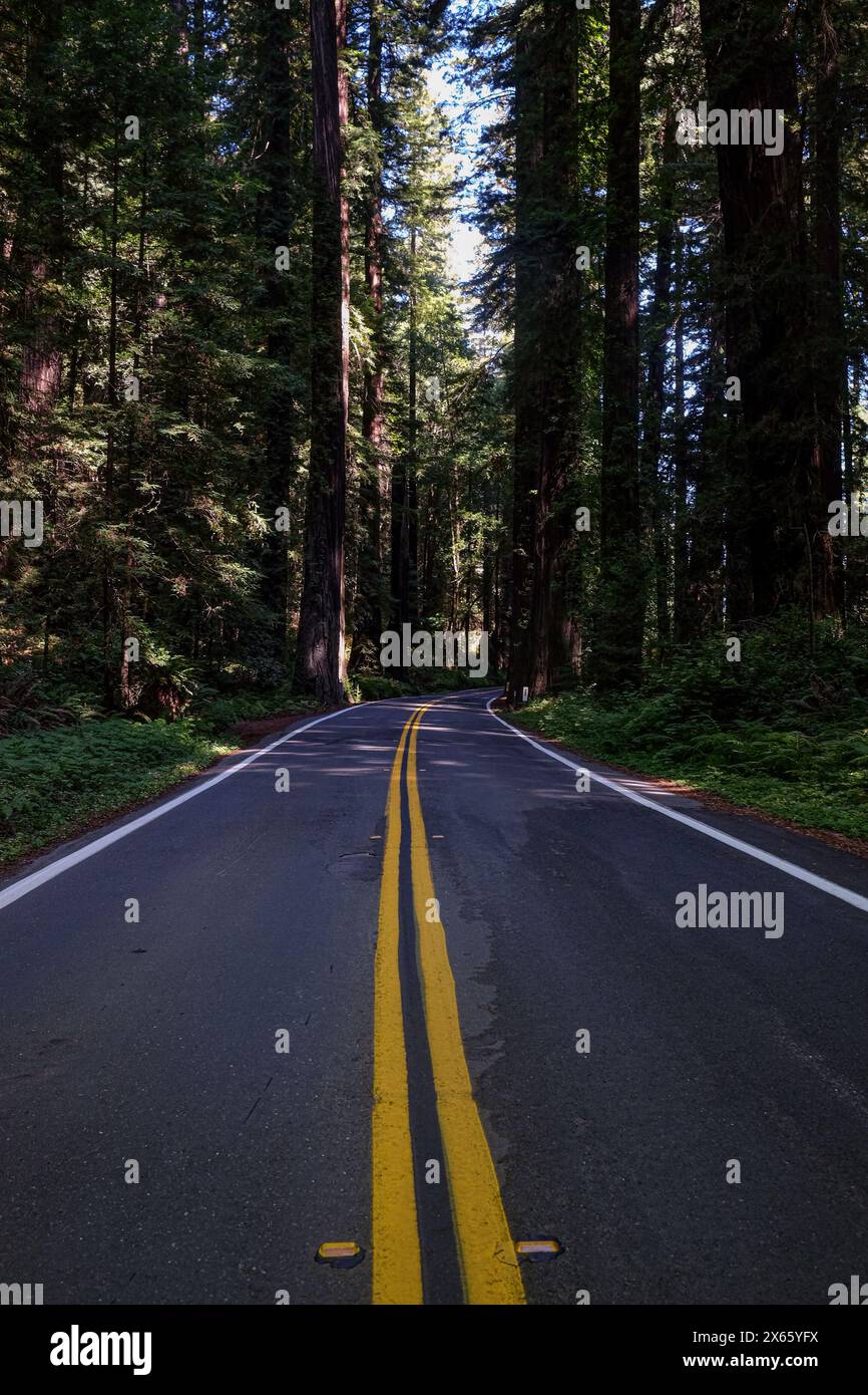 An empty road winds through tall trees. Stock Photo