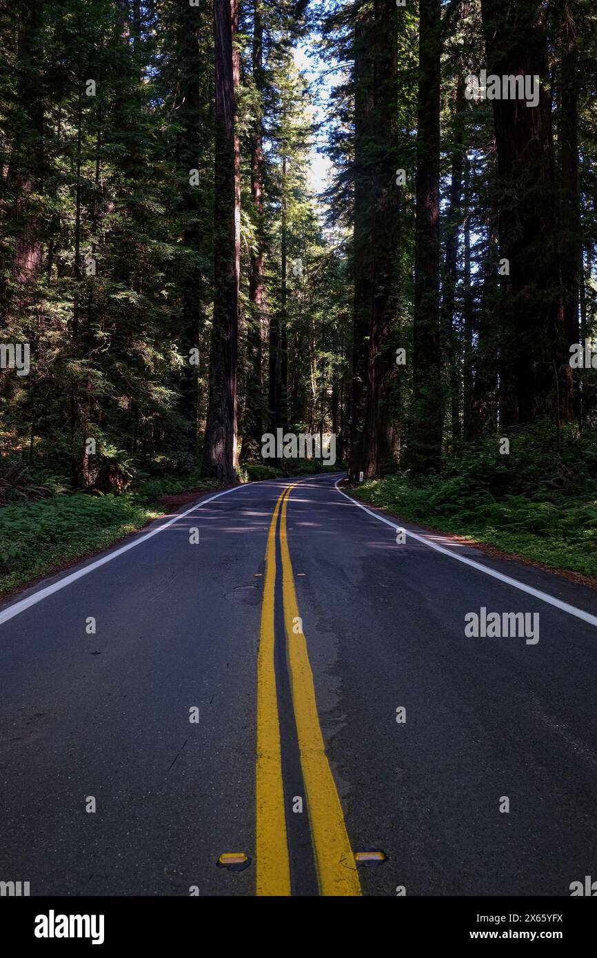 An empty road winds through tall trees Stock Photo - Alamy
