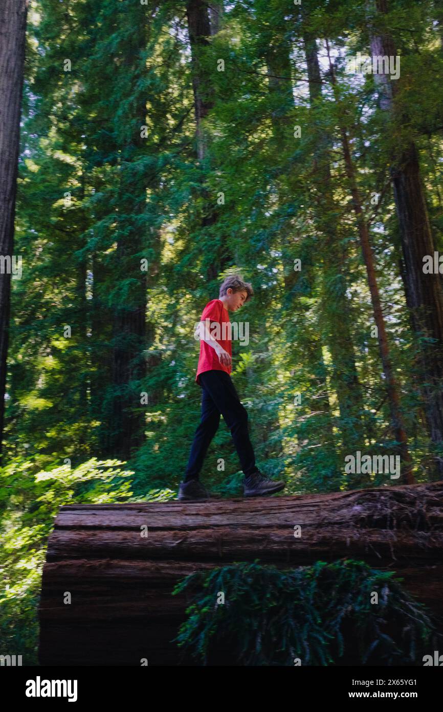 A tween boy explores in the California Redwood forest. Stock Photo