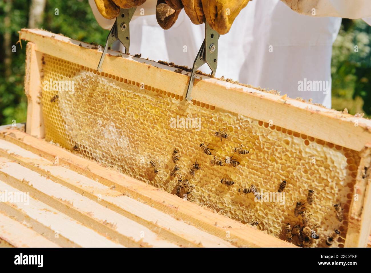 beekeeper takes honeycombs from the hive, harvest honey Stock Photo