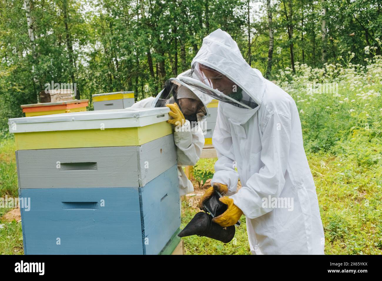 beekeepers in the garden in sunny weather takes care of the hives Stock Photo